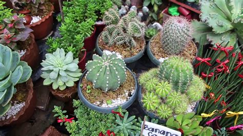 Baguio Cactus Plants Youtube