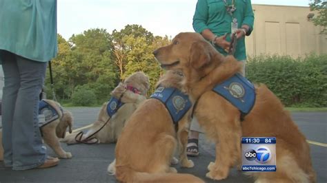 Comfort Dogs Headed To Dallas Abc11 Raleigh Durham