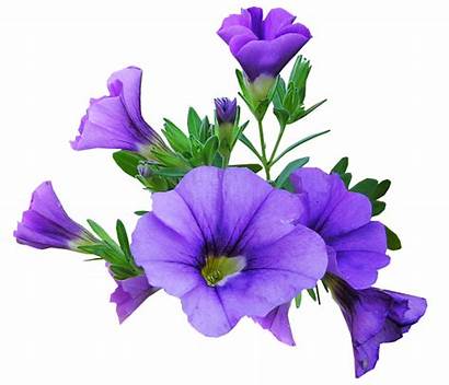 Bunga Ungu Lavender Flower Gambar Purple Pixabay