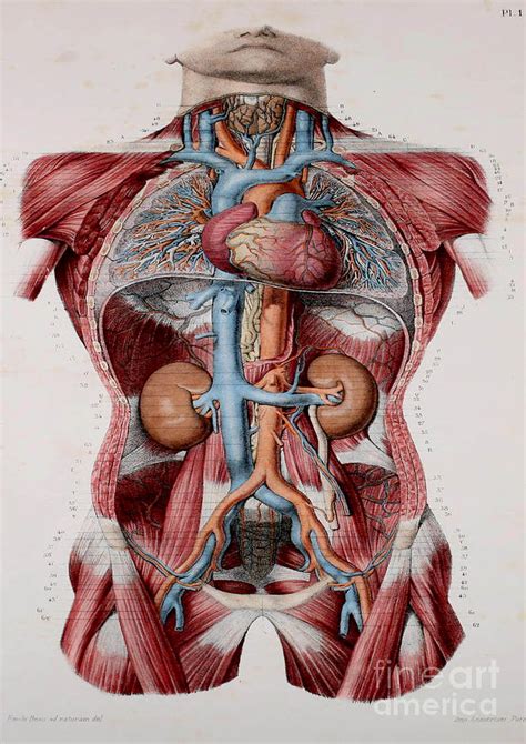 Anatomy Human Body Old Anatomical 29 Painting By Boon Mee Fine Art