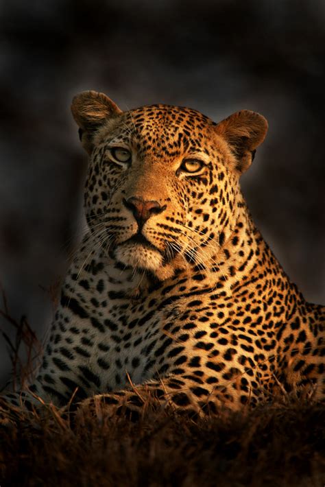 Leopard In The Burn By Rudi Hulshof 500px