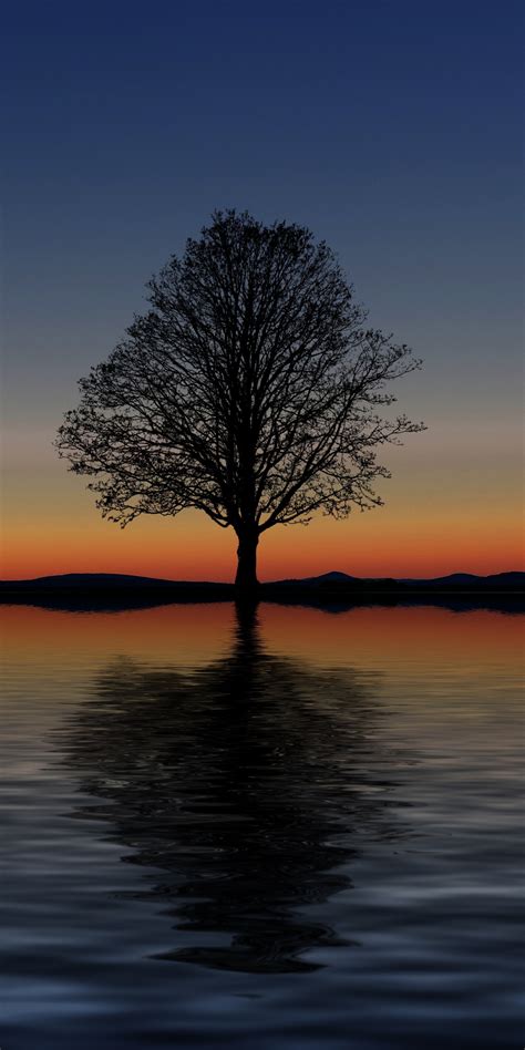 Download 1080x2160 Wallpaper Sunset Silhouette Tree Lake Digital