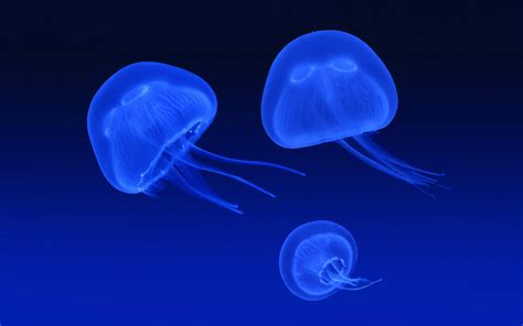 Floating Jellyfish Wallpapers Hd Wallpapers Id 4860
