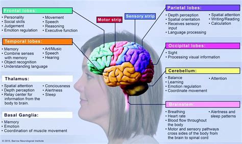 Stroke Education Manual Barrow Brain Anatomy And Function Human