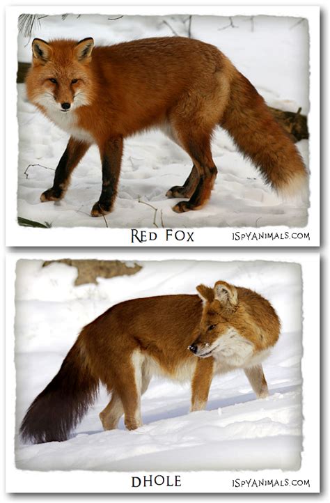 Abes Animals Pictures Of Differences Between Red Foxes And Dholes