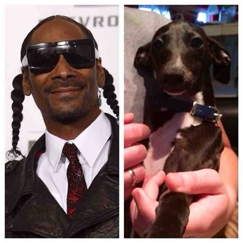 Snoop Dogg Looks Like A Dog The Uncanny Resemblance Between These