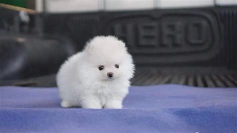 How Much Do Teacup Pomeranians Cost Puppy4homes