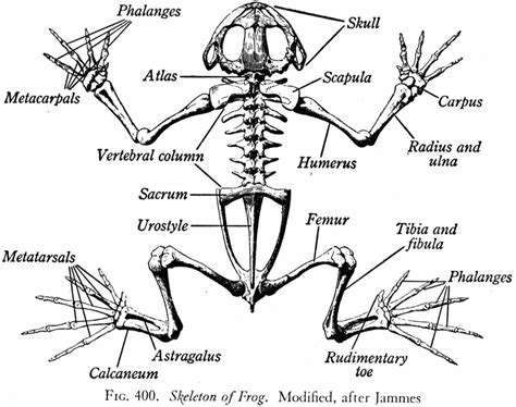 Skeletal Animal Body Systems