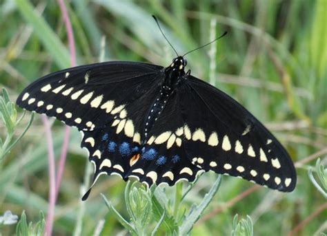 Black Swallowtail Papilio Polyxenes Butler County Nebrask Flickr