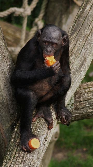 Free Photo Bonobo Monkey Primate Eating Free Image