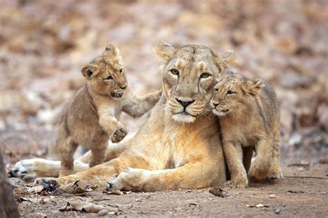Lions Lioness Cubs Three 3 Cute Hd Wallpaper Rare Gallery