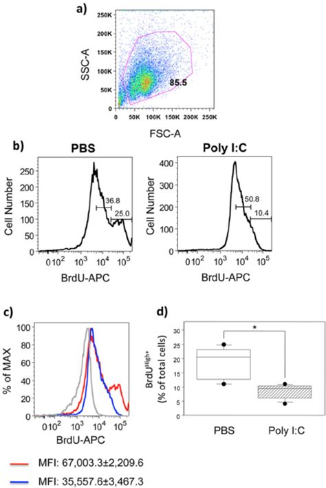 Poly I C Treatment During Gestation Induces Defective Proliferation Download Scientific Diagram