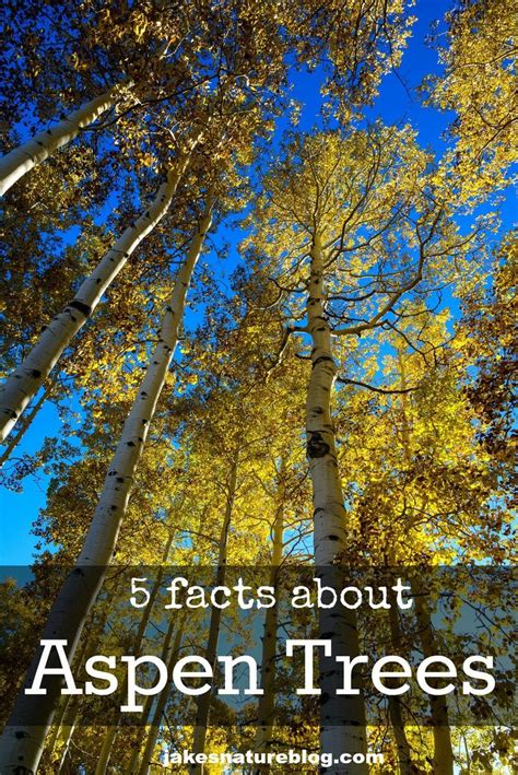 5 Quaking Aspen Facts For Nature Lovers Jake S Nature Blog Aspen Trees Aspen Trees