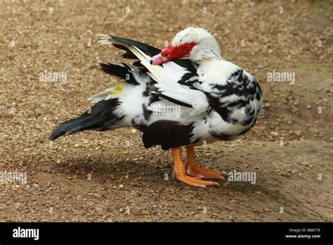 Muscovy Duck High Resolution Stock Photography And Images Alamy