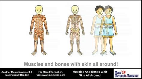Muscles And Bones With Skin All Around Youtube
