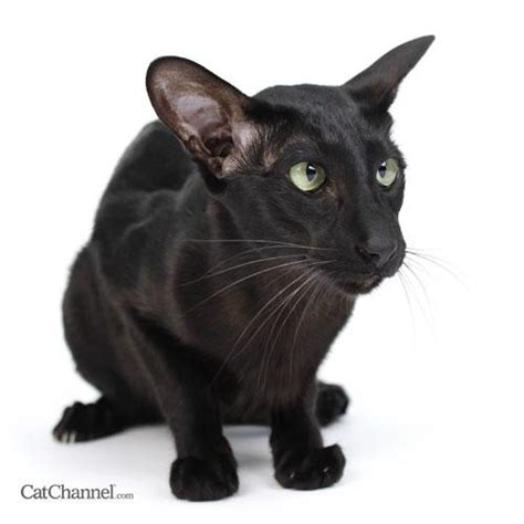 Black Cat Breeds Paperblog