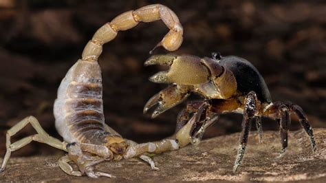 Crab Vs Scorpion Who Have The Sharpest Pincers Youtube