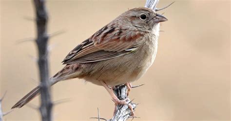 Botteris Sparrow Identification All About Birds Cornell Lab Of