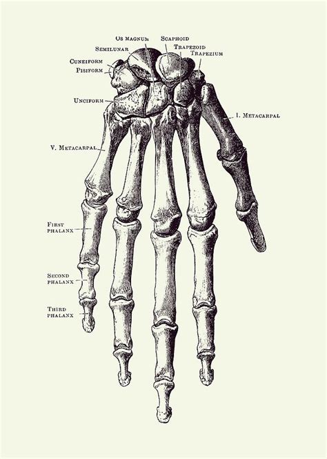 Hand Bone Anatomy Ubicaciondepersonascdmxgobmx