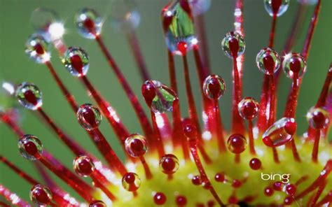 Tentacles Of Round Leaf Sundew Hd Wallpapers