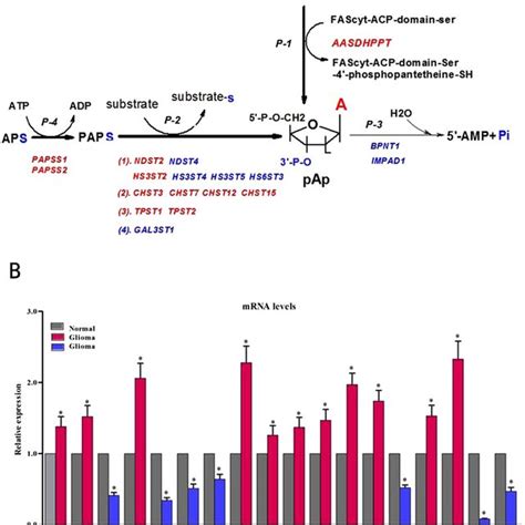 The Growth Curve Of Acidithiobacillus Thiooxidans A01 In S0 Medium And