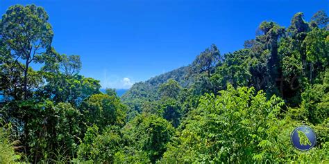 The tropical circumstances and the extensive rainforests have led to a huge diversity of plant and animal species. Thailand - Lage, Klima, Flora, Fauna, Umweltschutz | www ...