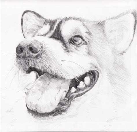 Pencil Sketch Dog By Jagtas On Deviantart