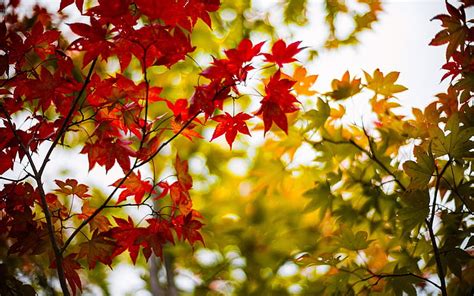 Hd Wallpaper Autumn Maple Leaves Yellow Red Branches Blur Red And