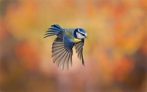 32 Flying Birds Wallpapers On Wallpapersafari