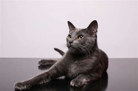 5 Overraskende Fakta Om Katter Som Du Kanskje Ikke Vet Pet E Pop