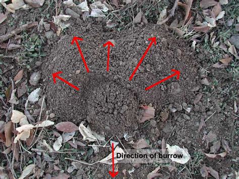 Gopher Holes In Yard What Look Like Get Rid Of Gopher Holes