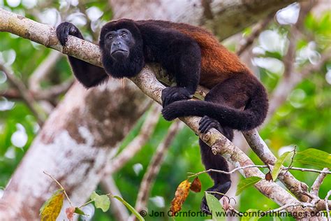 Mantled Howler Monkey 14 Photo Picture Print Cornforth Images