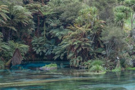 A Fairytale Hike On New Zealands North Island The Te Waihou Walkway