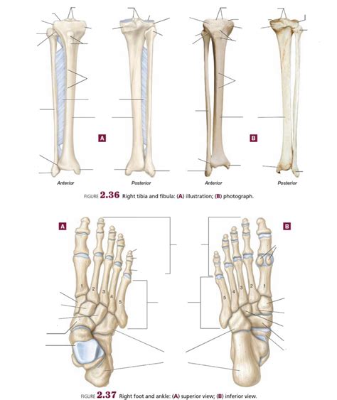 Bio 201 Appendicular Skeleton Femur And Foot Diagram Quizlet