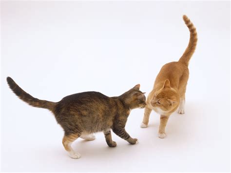 Sexual activity in cats after spay or neuter. What To Expect After Neutering Cat