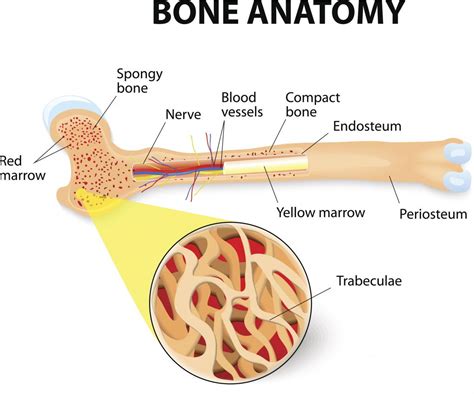 Bones Types Structure And Function