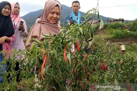 Panen Cabai Merah Ditingkat Petani Antara Sumbar