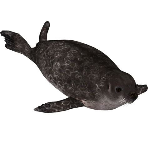 Collection of Seal Animal PNG. | PlusPNG png image