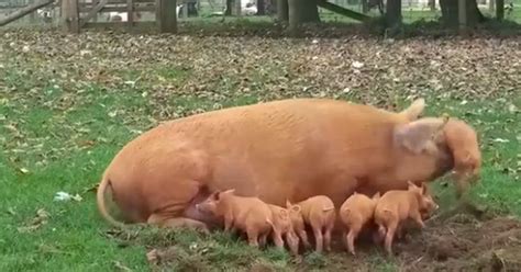 Adorable Piglet Proves Pigs Might Just Fly After Mother Launches Her