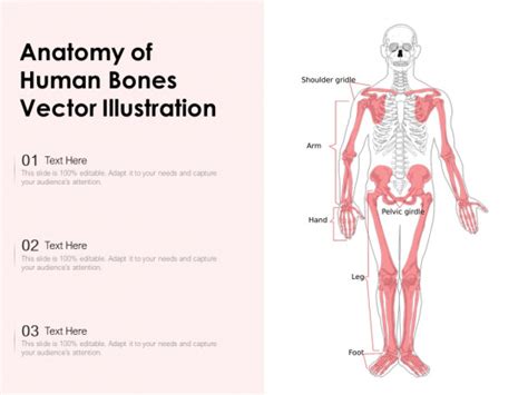 Anatomy Of Human Bones Vector Illustration Ppt Powerpoint Presentation