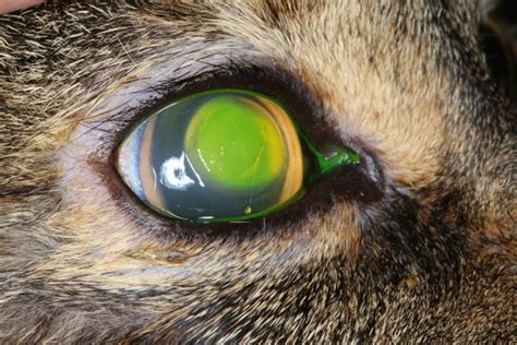 Cat Eye Ulcer Symptoms Cat Meme Stock Pictures And Photos