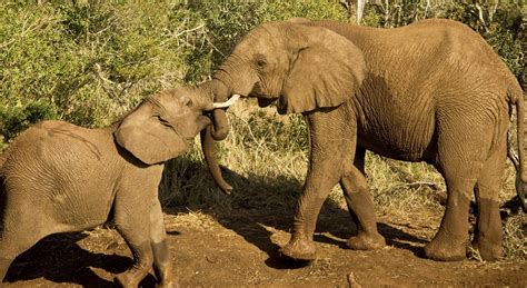 Helping Orphaned Elephants Back Into The Wild G Adventures