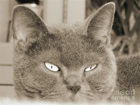 Mister Chartreux Cat Sepia Photograph By Elisabeth Lucas Fine Art America