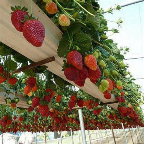 Strawberries Growing From Used Gutters Gutter Garden Strawberry