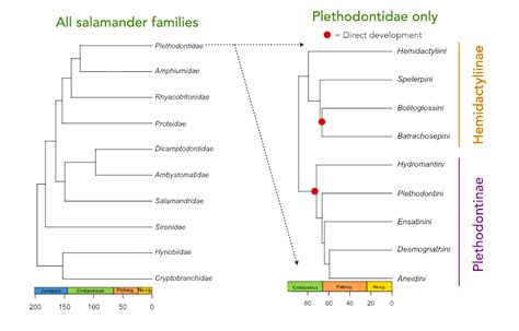 Salamander Families Diagram Quizlet