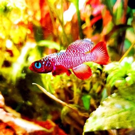 Top 10 Most Beautiful Freshwater Fish In The World Freshwater Fish