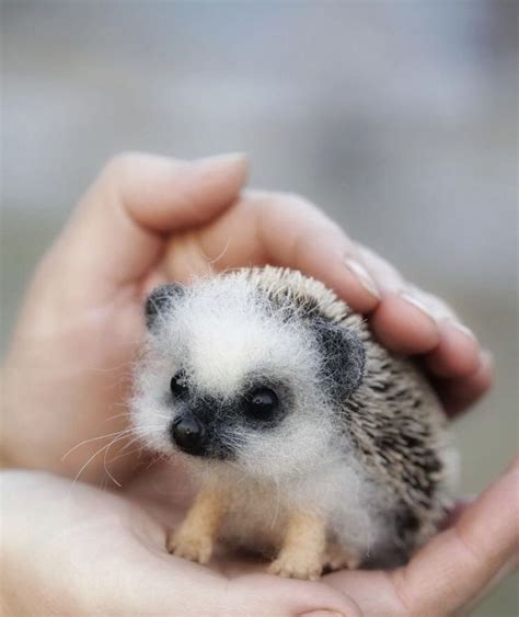 Super Adorable Baby Cute Baby Animals Pictures Cute Animals