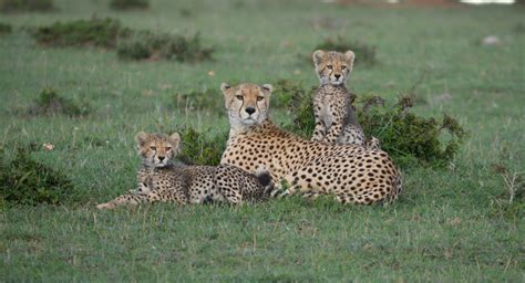 Estimates of cheetah numbers are 'guesswork', say researchers ...