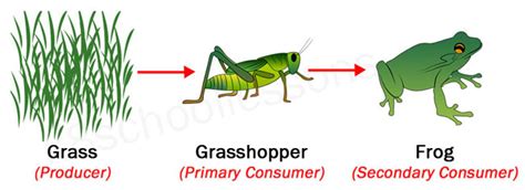 Picture Of Food Chain Picture Of
