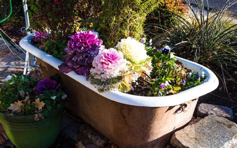 A Bathtub Planted With Flowering Plants Bathtub Plants Container